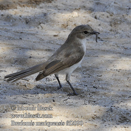 Mariqua Flycatcher Lejsek akáciový Maricoschnäpper