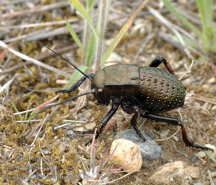 Bradyporus dasypus
