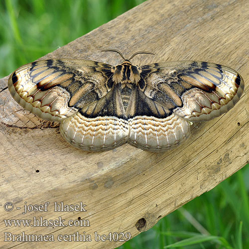 Brahmaea certhia Sino Korean Owl Moth Дальнево