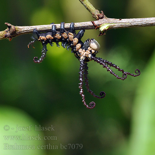 왕물결나방 Brahmaea certhia Sino Korean Owl Moth