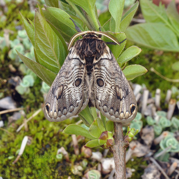 European Brahmin Brahmaea europaea Acanthobrahmaea Europäischer Brahmaspinner Brahméide Hartig Брамея европейская Euroopanbrahmakehrääjä