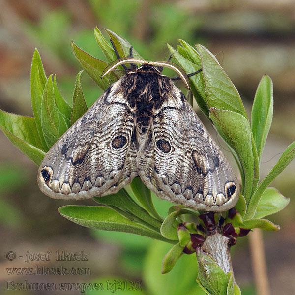 Brahmaea europaea Брамея европейская Euroopanbrahmakehrääjä European Brahmin Acanthobrahmaea Europäischer Brahmaspinner Brahméide Hartig