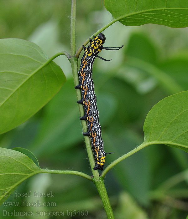 Brahmaea europaea Acanthobrahmaea