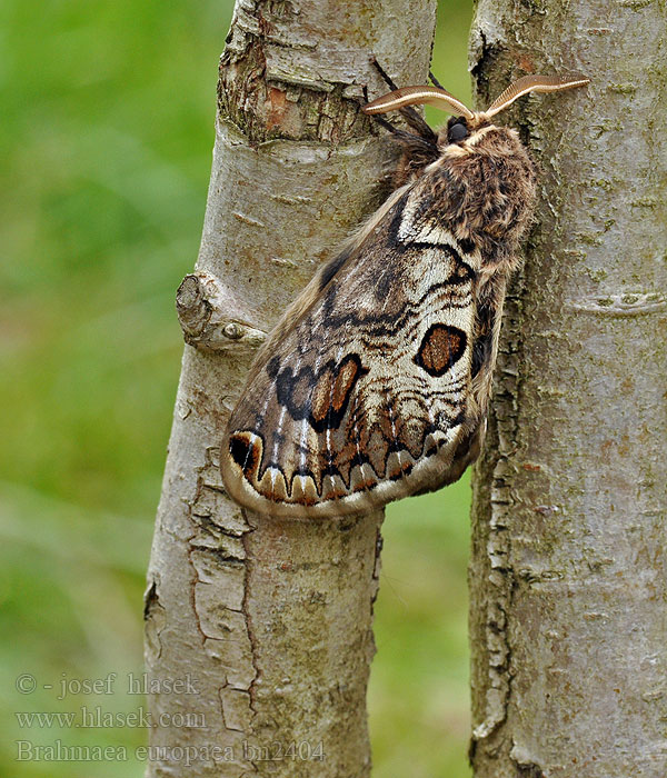 Brahmaea europaea Brahméide Hartig