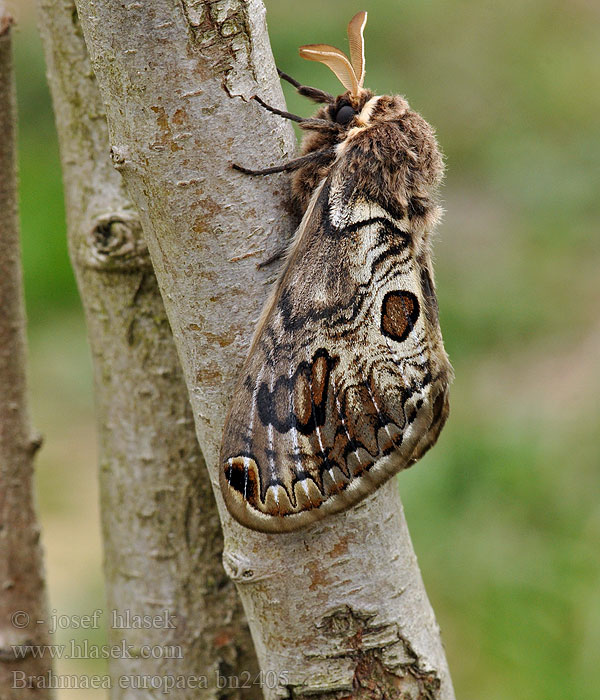 Brahmaea europaea