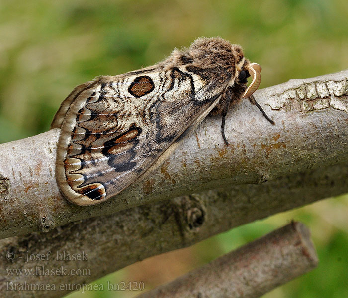 Brahmaea europaea