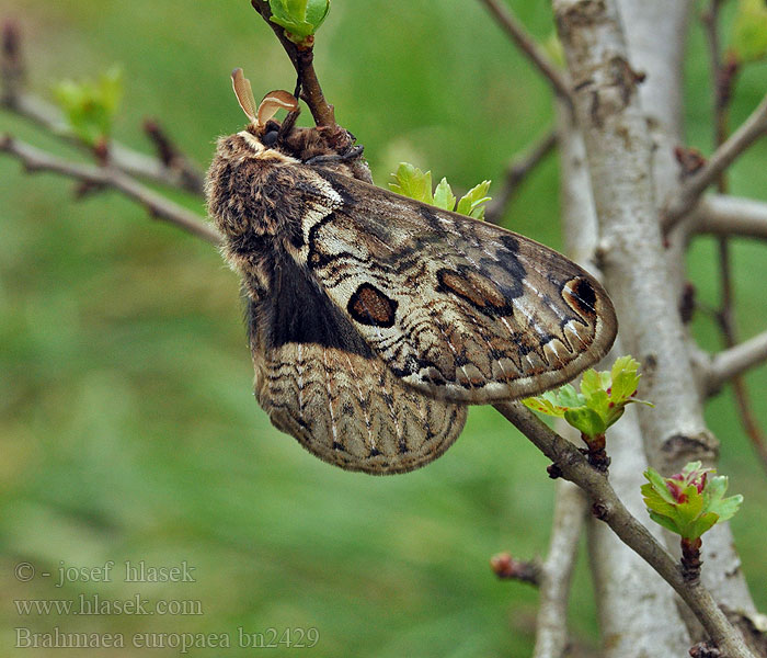 Acanthobrahmaea europaea Brahmaea Europäischer Brahmaspinner