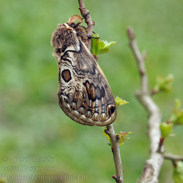 Acanthobrahmaea europaea Brahméide Hartig Брамея европейская