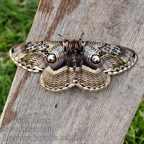 Brahmaea japonica Japanese Owl moth イボタガ