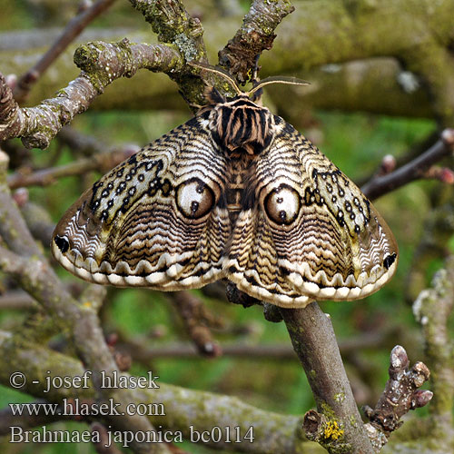 Brahmaea japonica Japanese Owl moth イボタガ