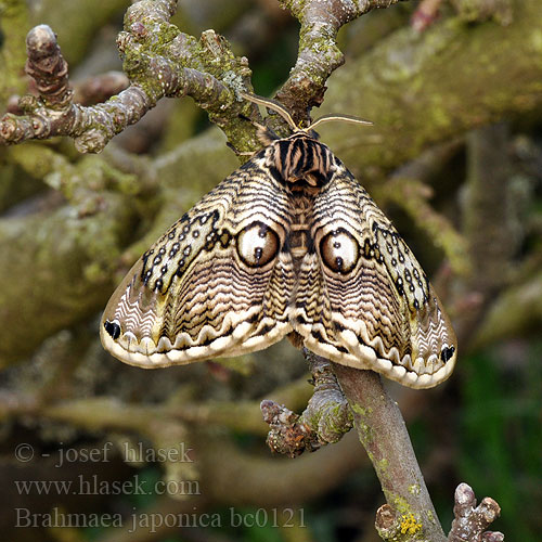 Japanese Owl moth イボタガ Brahmaea japonica