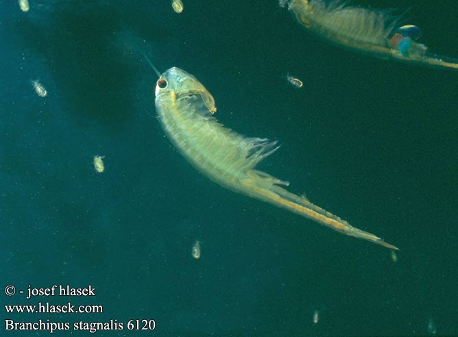 Žábronožka letní Fairy shrimp Echter Kiemenfuß