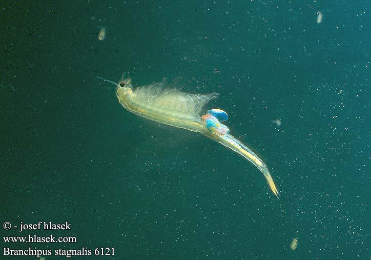 Fairy shrimp Echter Kiemenfuß Közönséges tócsarák