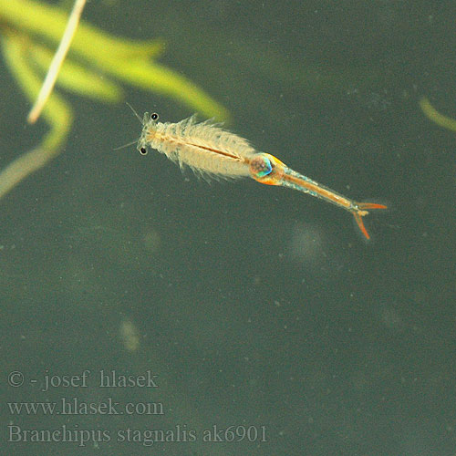 Žábronožka letní Fairy shrimp Echter Kiemenfuß