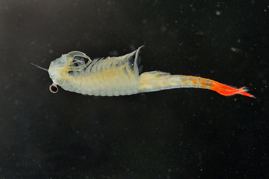 Fairy shrimp Branchipus stagnalis schaefferi