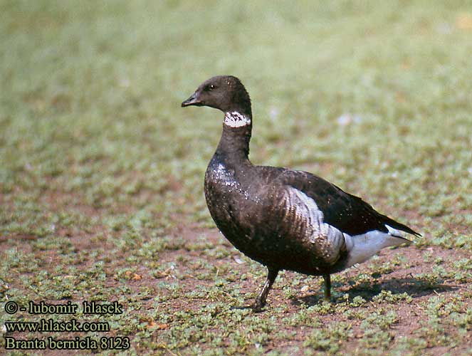 Branta bernicla Bren Goose Ringelgans Bernache cravant