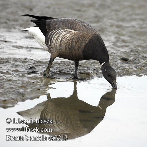 Branta bernicla Ringelgans Bernache cravant Barnacla Carinegra