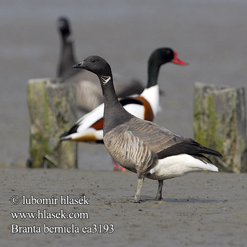 Branta bernicla Barnacla Carinegra Berneška tmavá