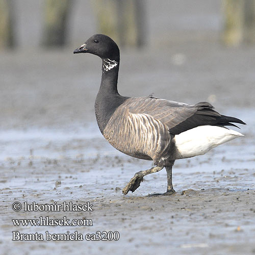 Branta bernicla Rotgans Sepelhanhi Oca colombaccio