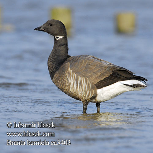 Branta bernicla 黑雁 Казарка черная コクガン