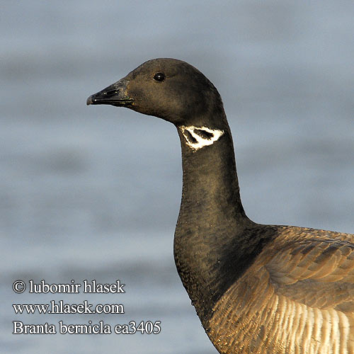 Branta bernicla コクガン 흑기러기 Δαχτυλιδόχηνα