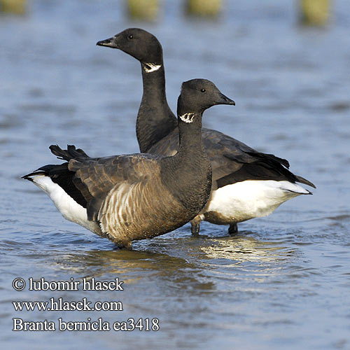 Branta bernicla Yosun kazı Bernikla obrożna bernikla tmavá