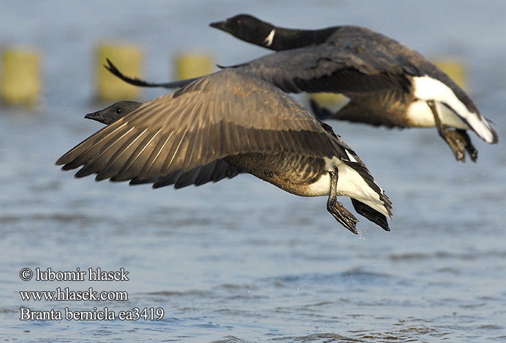 Branta bernicla bernikla tmavá Mustlagle Bren Goose Ringelgans