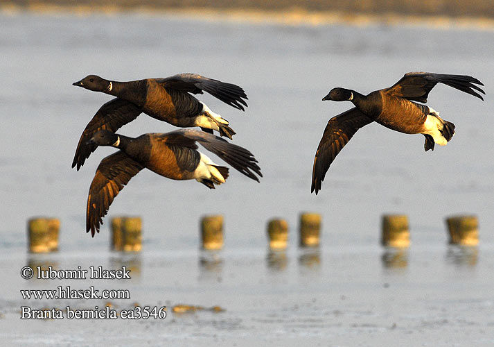 Branta bernicla Bren Goose Ringelgans Barnacla Carinegra