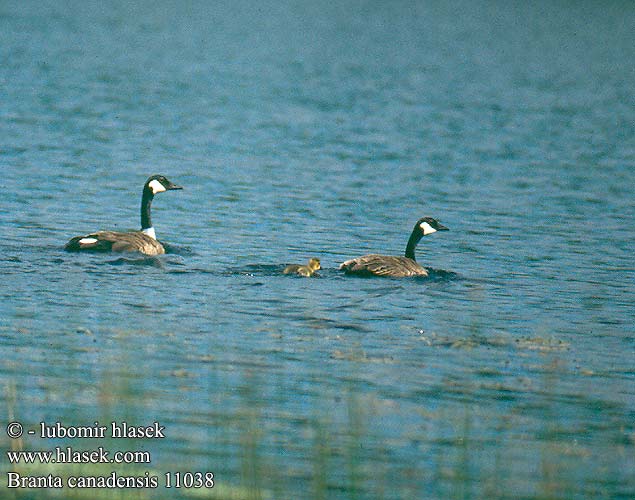 Branta canadensis Canada Goose Kanadagans Bernache Canada