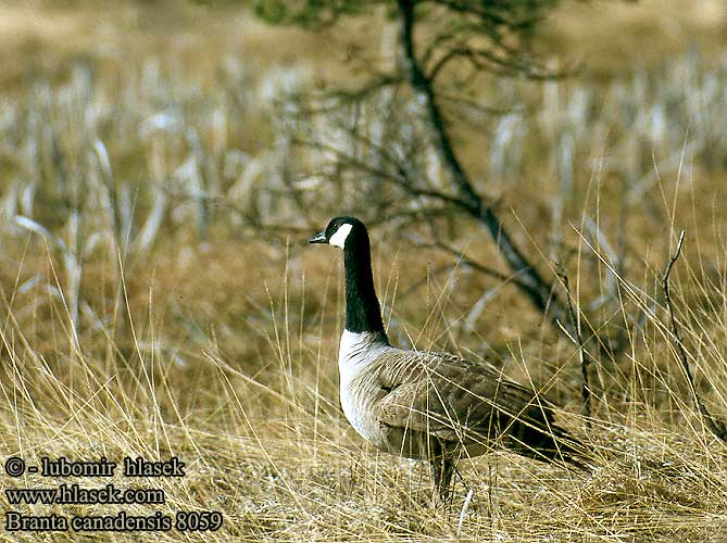 Branta canadensis Berneška velká Kanadagås Canadese Gans