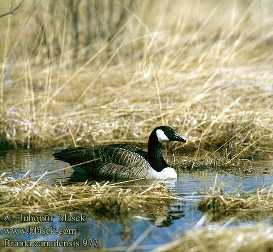 Branta canadensis 加拿大雁 канадская казарка