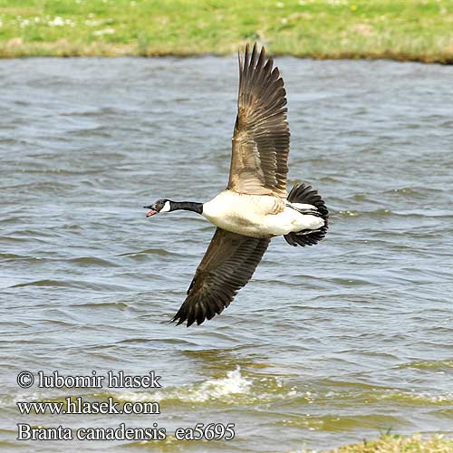 Branta canadensis Canada Goose Kanadagans Bernache