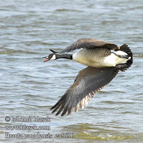 Branta canadensis Kanadagans Bernache Canada Barnacla