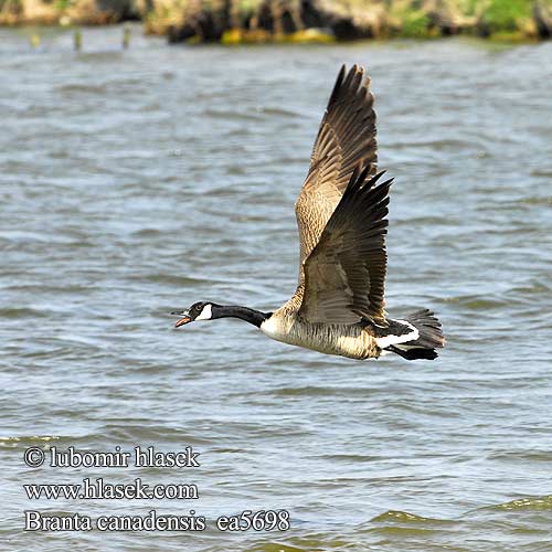 Branta canadensis Barnacla Canadiense berneška velká