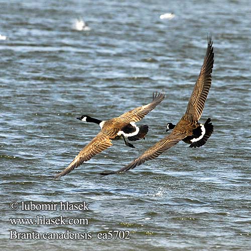 Branta canadensis berneška velká Canadese Gans