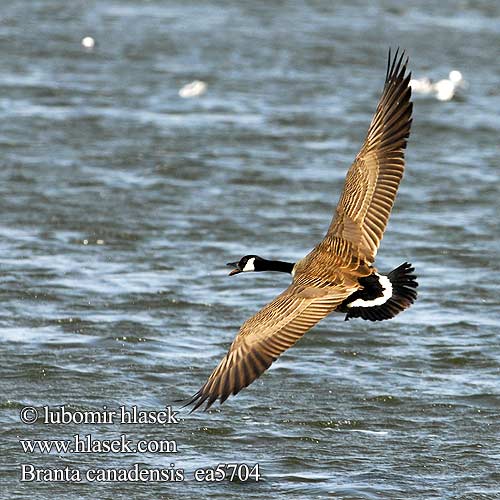 Branta canadensis Canadese Gans Kanadanhanhi Oca Canada