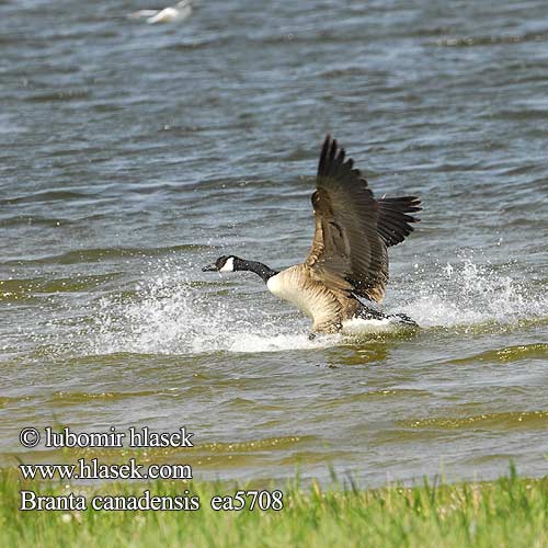 Branta canadensis Oca Canada 加拿大