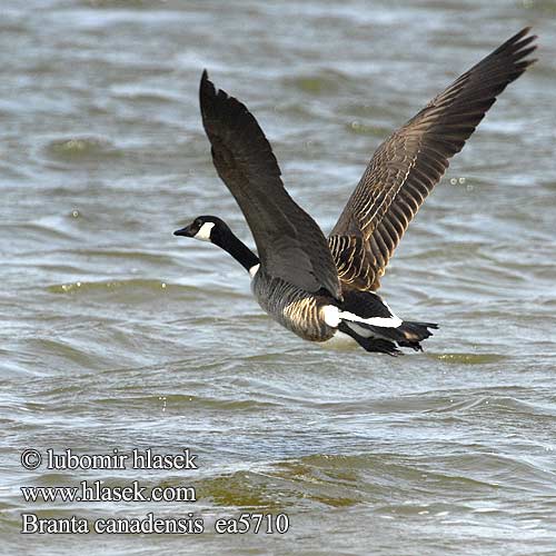 Branta canadensis 加拿大雁 канадская казарка