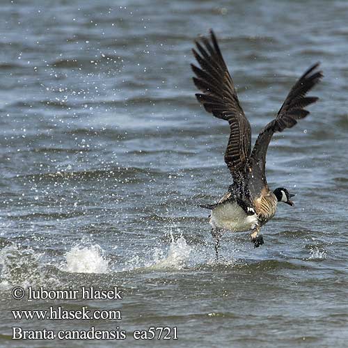 Branta canadensis シジュウカラガン Казарка