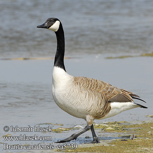 Branta canadensis ea5739