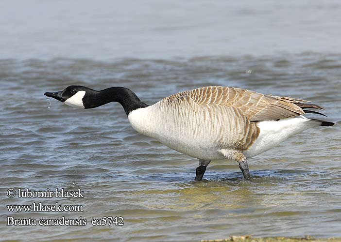 Branta canadensis ea5742