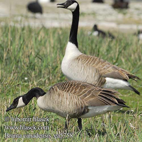 Branta canadensis Kanadai lúd Canada Goose