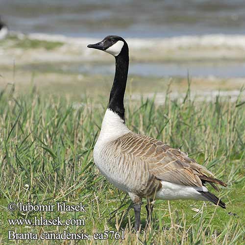 Branta canadensis Kanadagans Bernache Canada