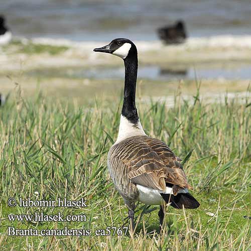 Branta canadensis Bernache Canada Barnacla Canadiense