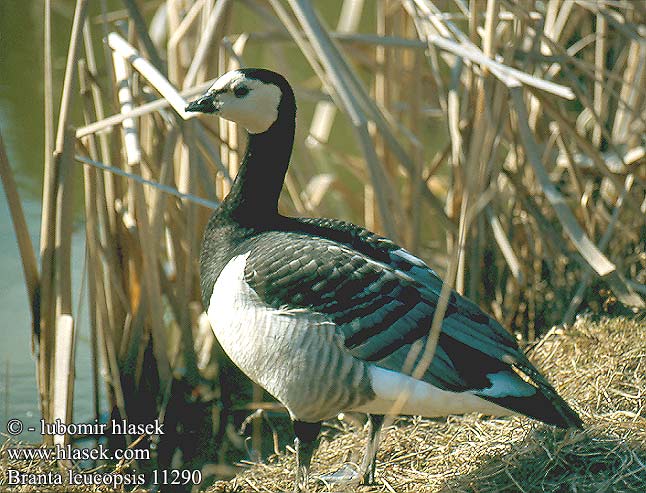 Branta leucopsis Barnacle Goose Weißwangengans Nonnengans