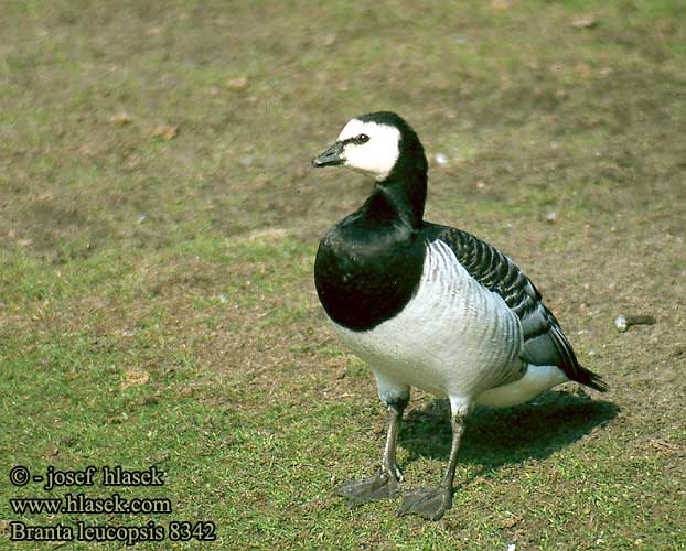 Branta leucopsis Berneška bělolící Oca faccia bianca