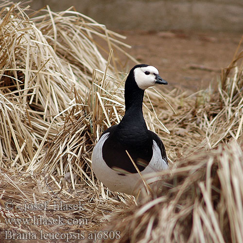 Branta leucopsis aj6808