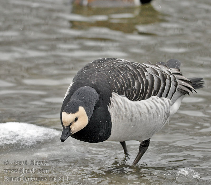 Branta leucopsis ba1814