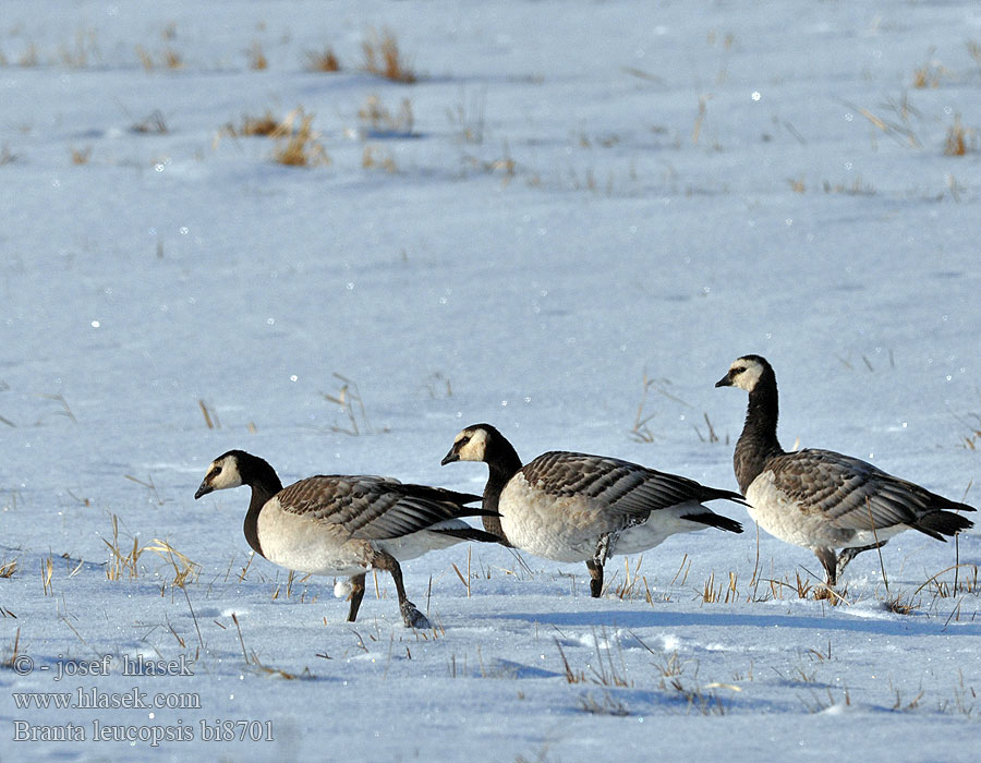 Branta leucopsis bi8701