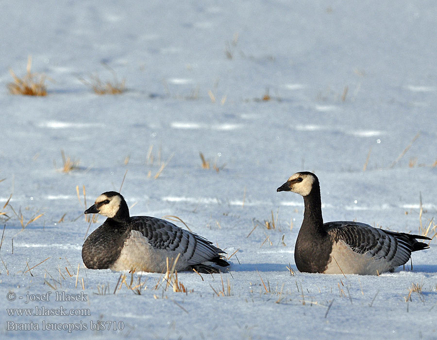 Bernikla bielolíca Branta leucopsis Barnacle Goose